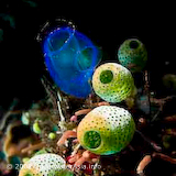 Tunicate